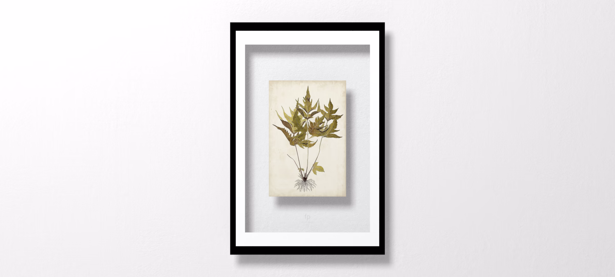 Fern Botanical II by Vision Studio
