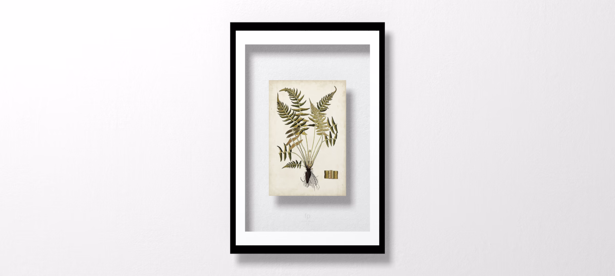 Fern Botanical IV by Vision Studio